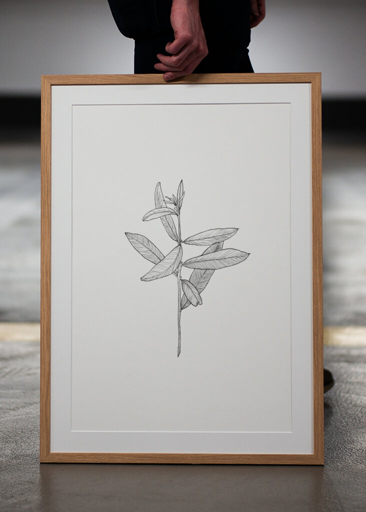 Delicate Leaf Sketch