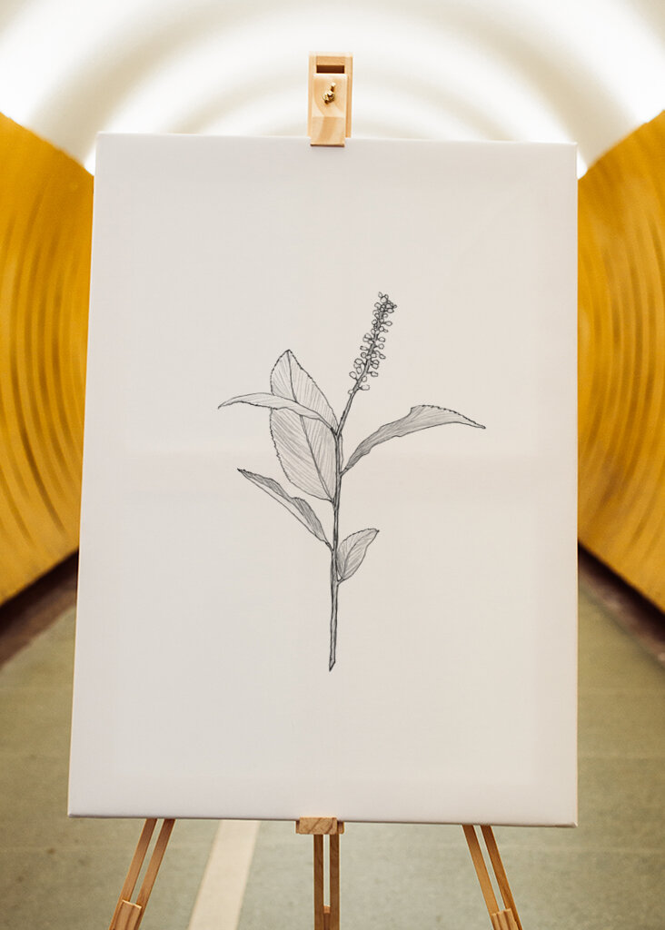 Delicate Plant Sketch