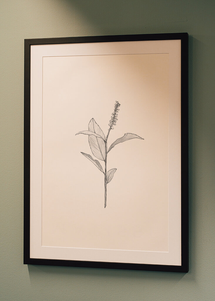 Delicate Plant Sketch