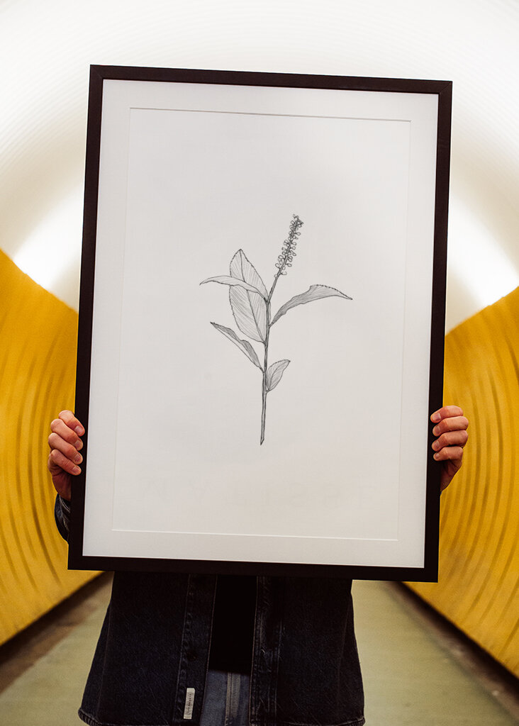 Delicate Plant Sketch