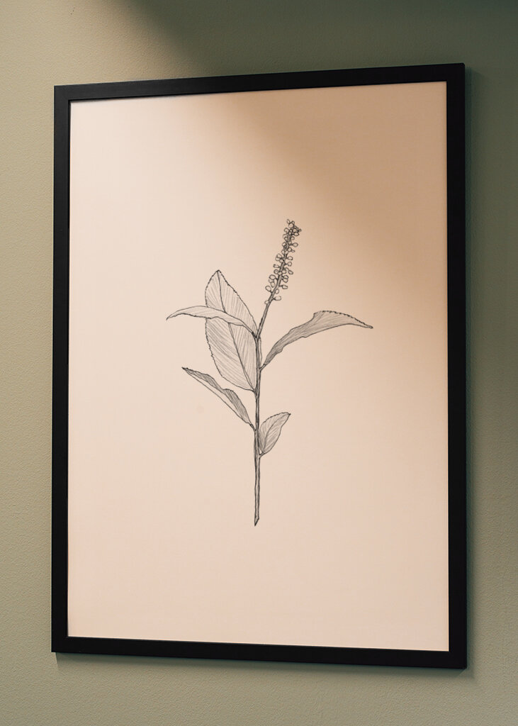 Delicate Plant Sketch