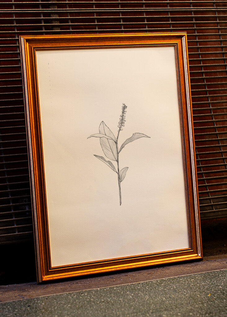 Delicate Plant Sketch