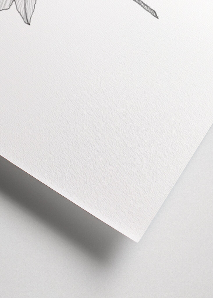 Delicate Leaf Sketch