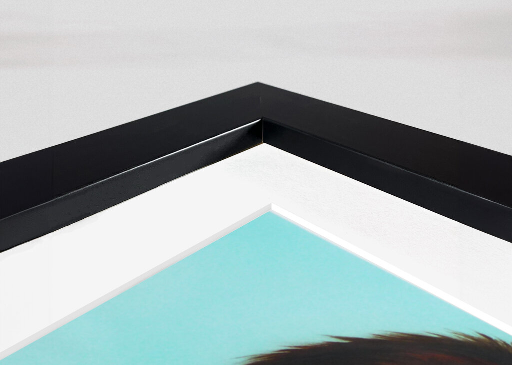 Chimpanzee Companions