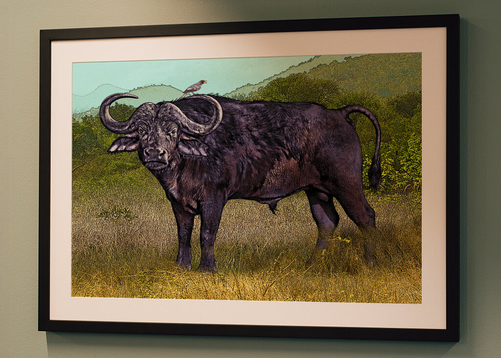 Buffalo in a Grassy Savanna Landscape