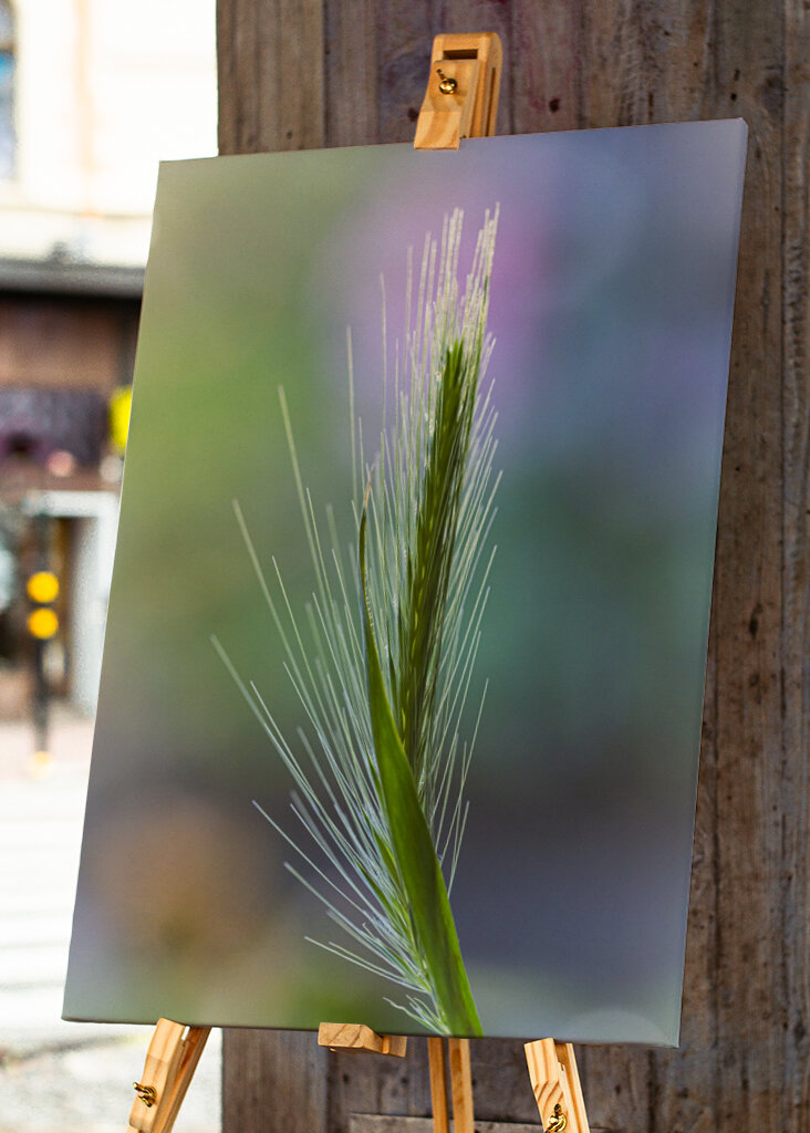 Ears of corn in the meadow