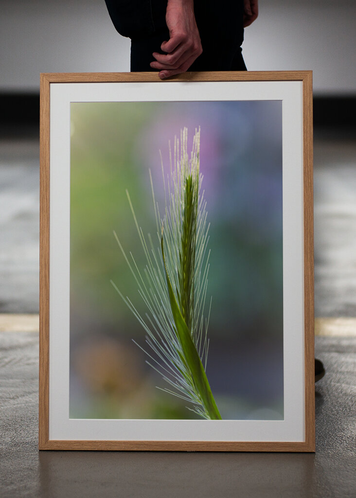 Ears of corn in the meadow