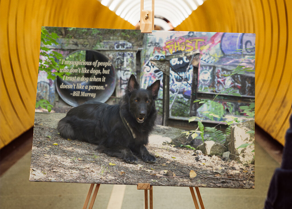 Schwarzer Deutscher Schäferhund - Graffiti