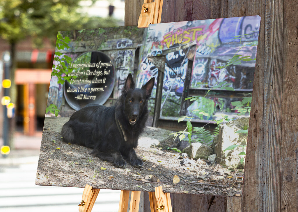 Schwarzer Deutscher Schäferhund - Graffiti