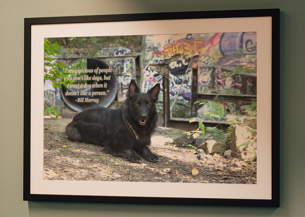 Schwarzer Deutscher Schäferhund - Graffiti