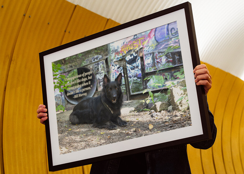 Schwarzer Deutscher Schäferhund - Graffiti