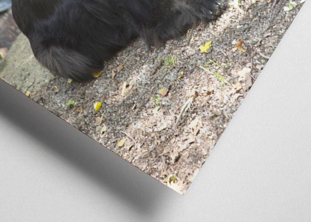 Schwarzer Deutscher Schäferhund - Graffiti