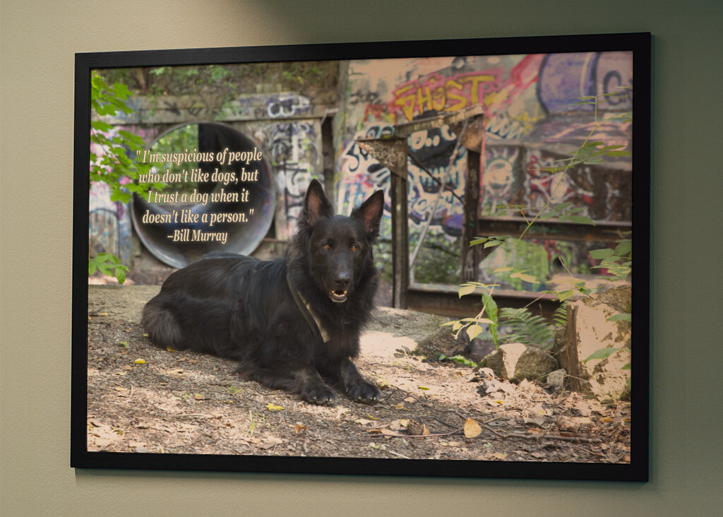 Schwarzer Deutscher Schäferhund - Graffiti