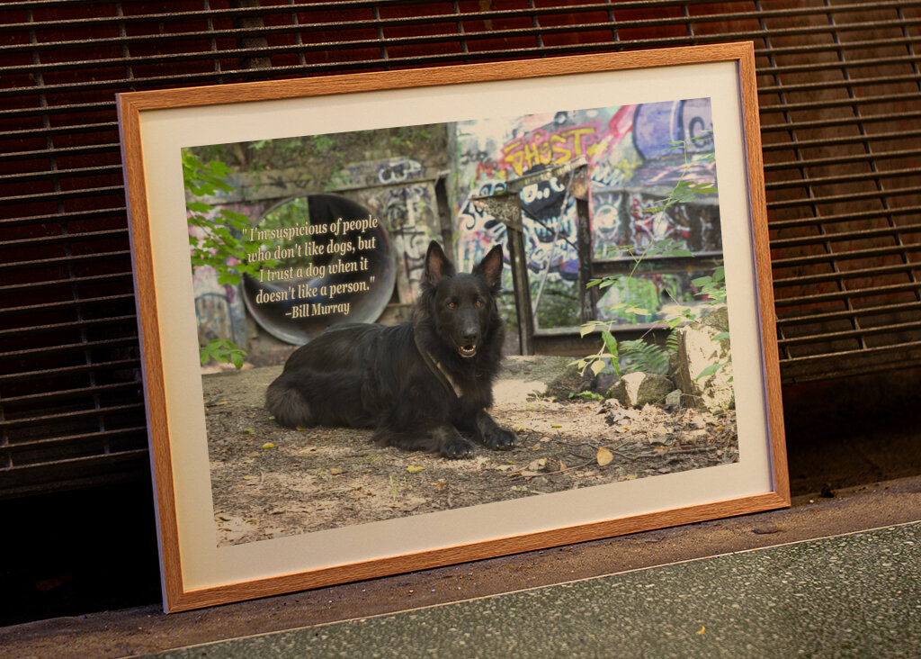 Schwarzer Deutscher Schäferhund - Graffiti