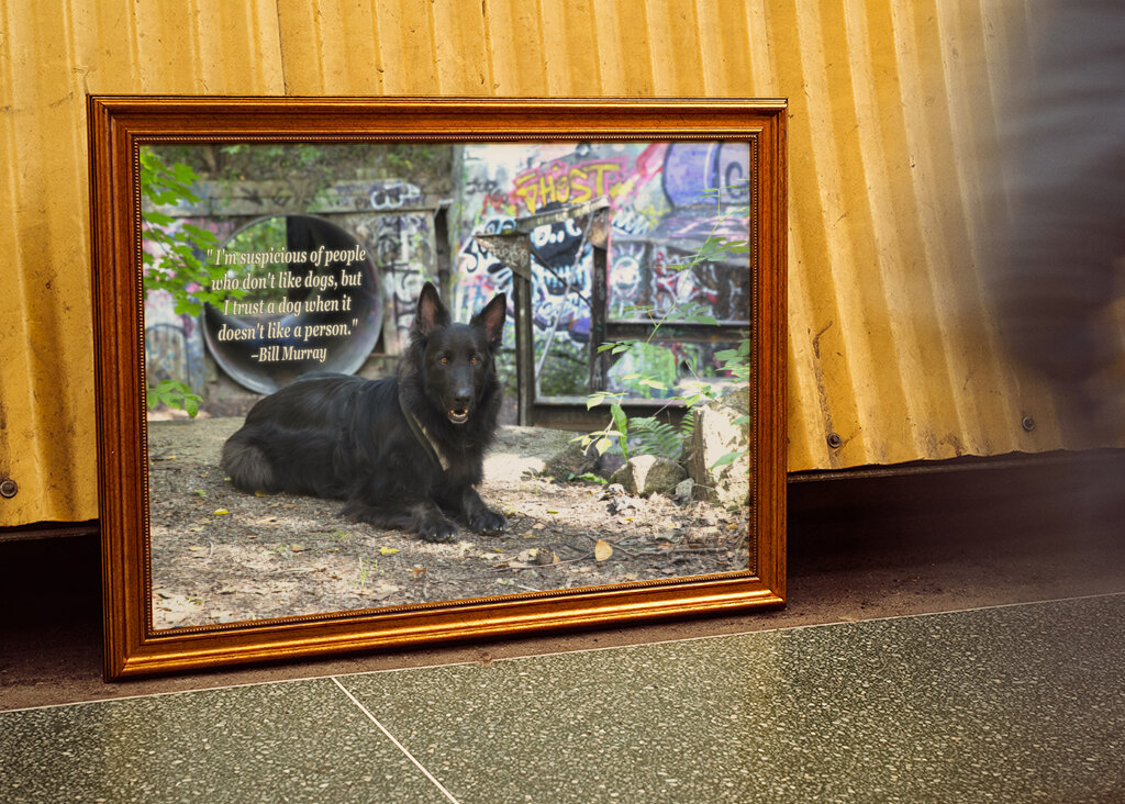 Schwarzer Deutscher Schäferhund - Graffiti