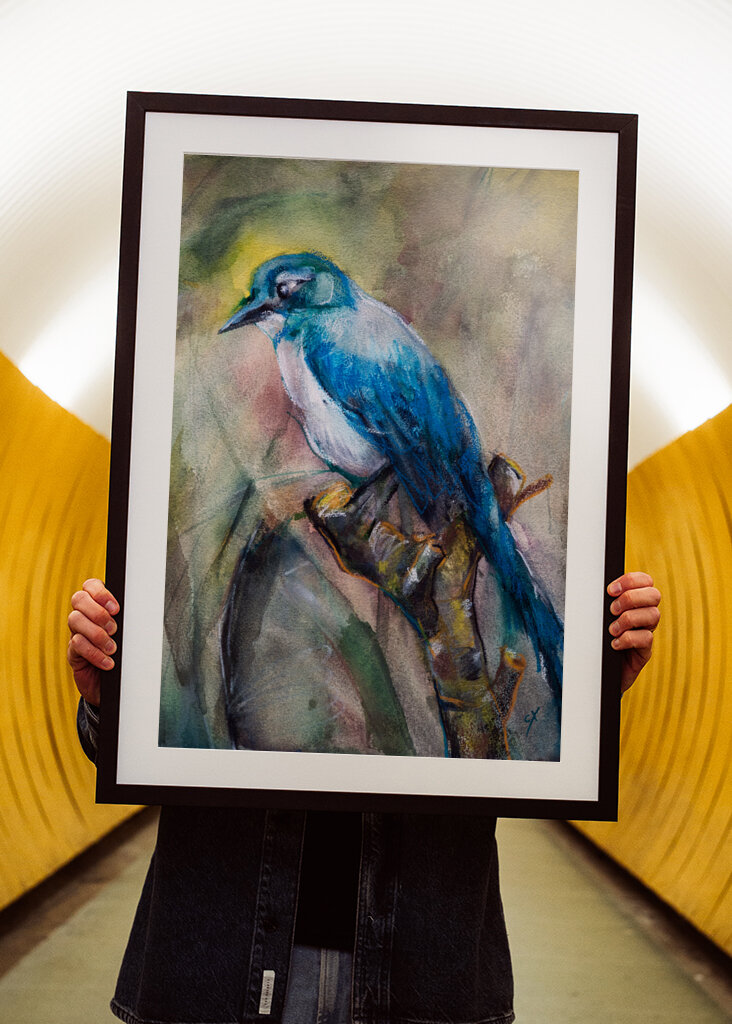 Blue Jay in the Morning Haze