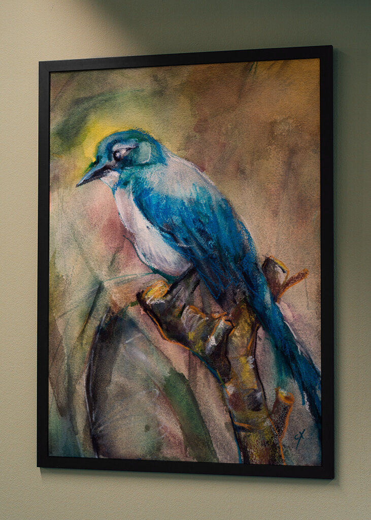 Blue Jay in the Morning Haze