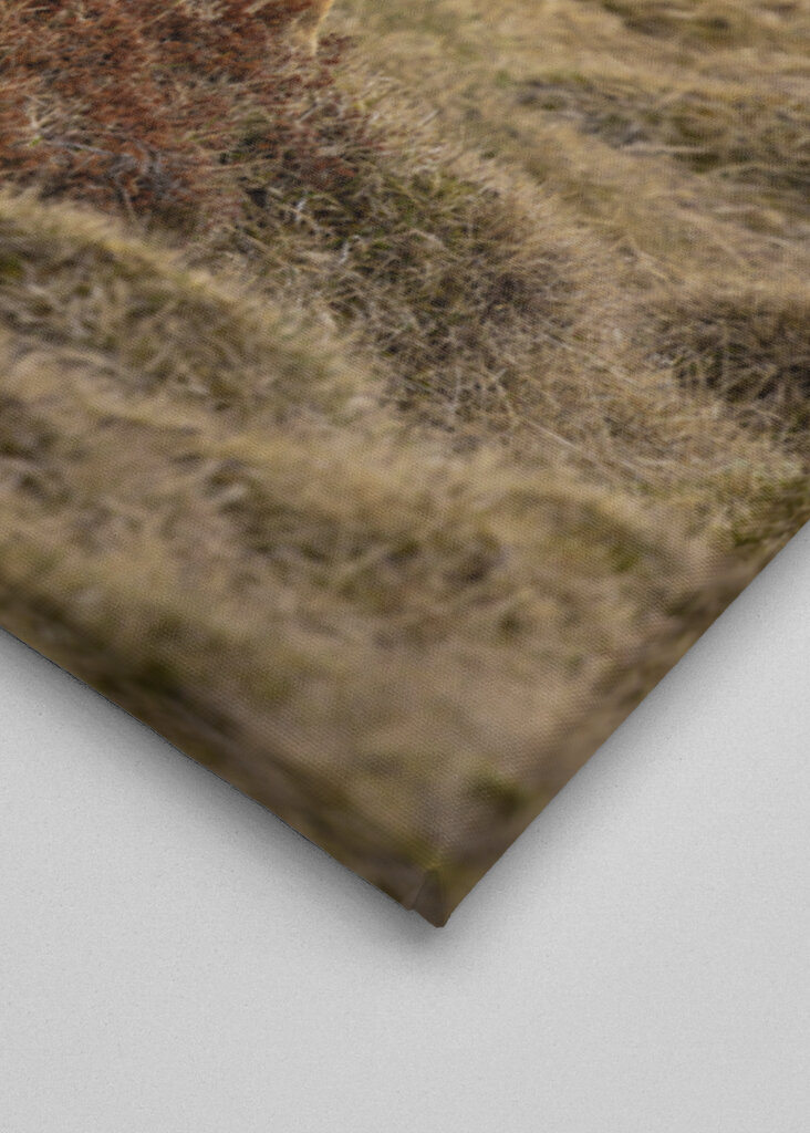 Lone Ram of the North