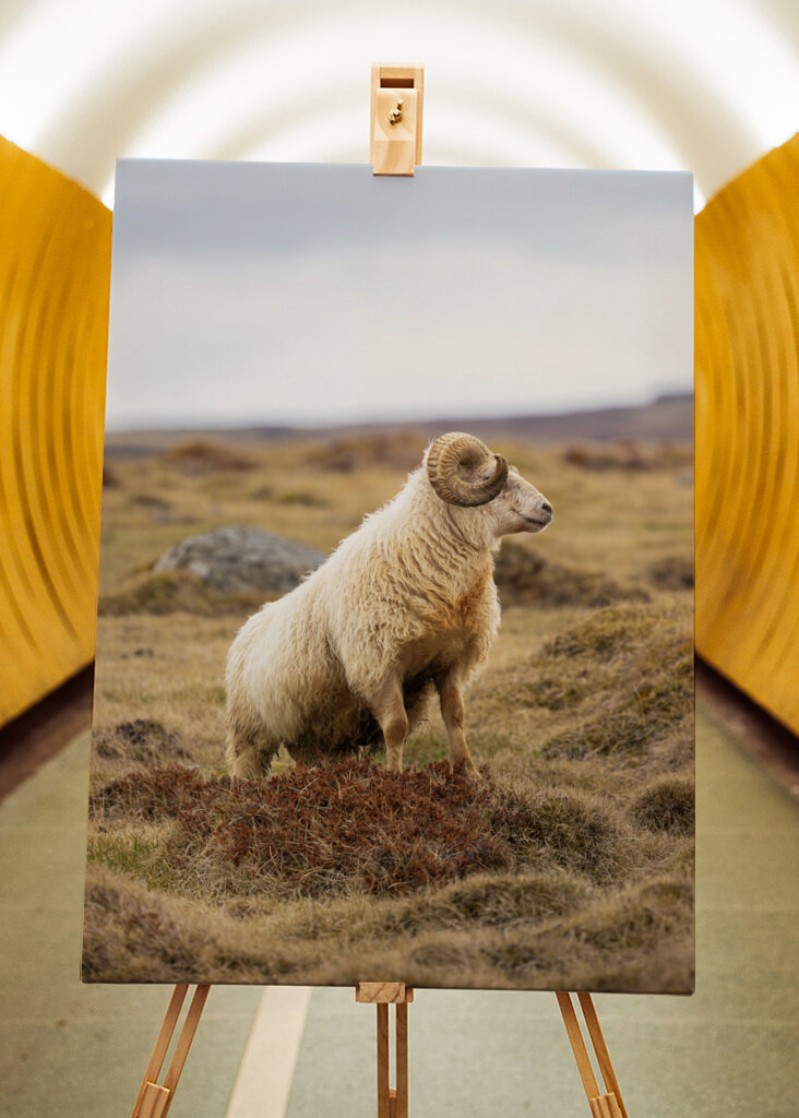 Lone Ram of the North