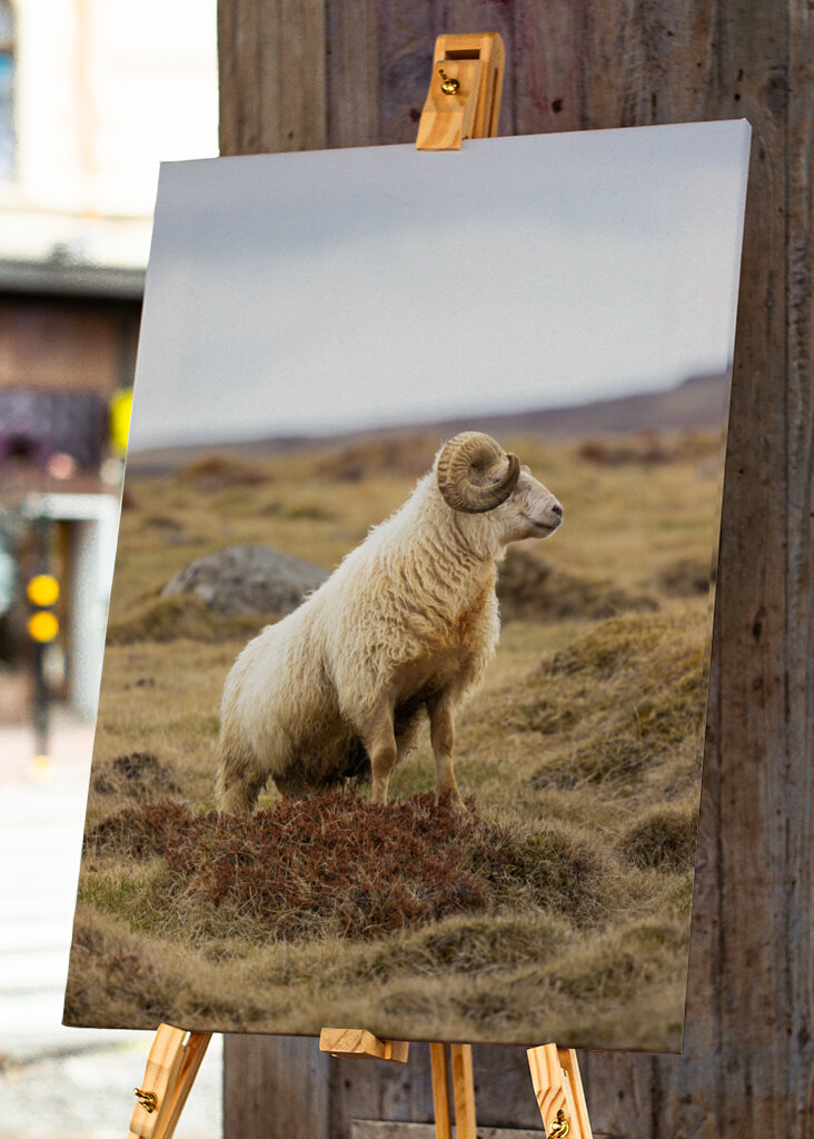 Lone Ram of the North