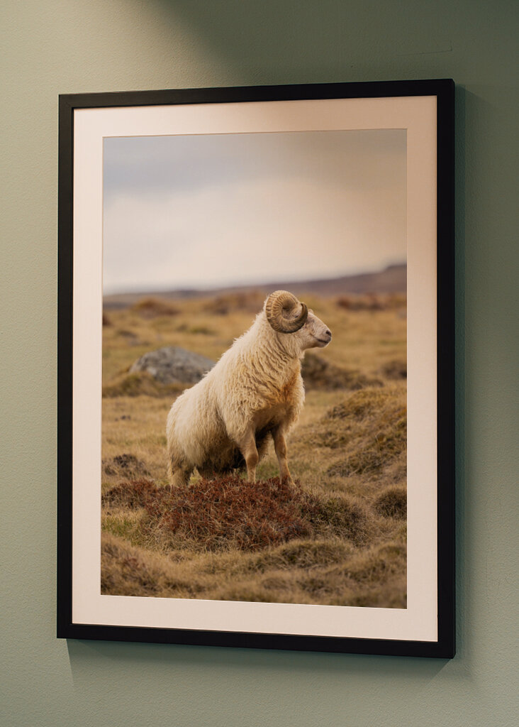 Lone Ram of the North