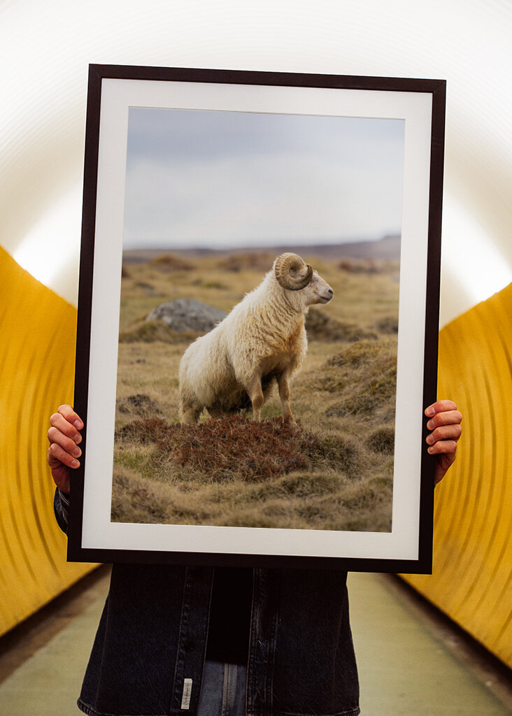 Lone Ram of the North