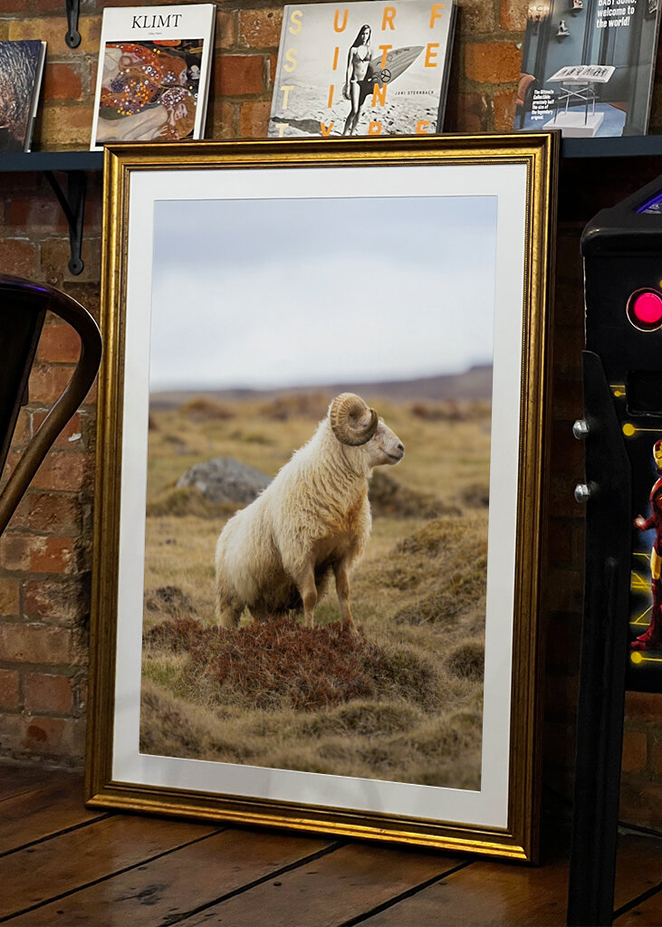 Lone Ram of the North