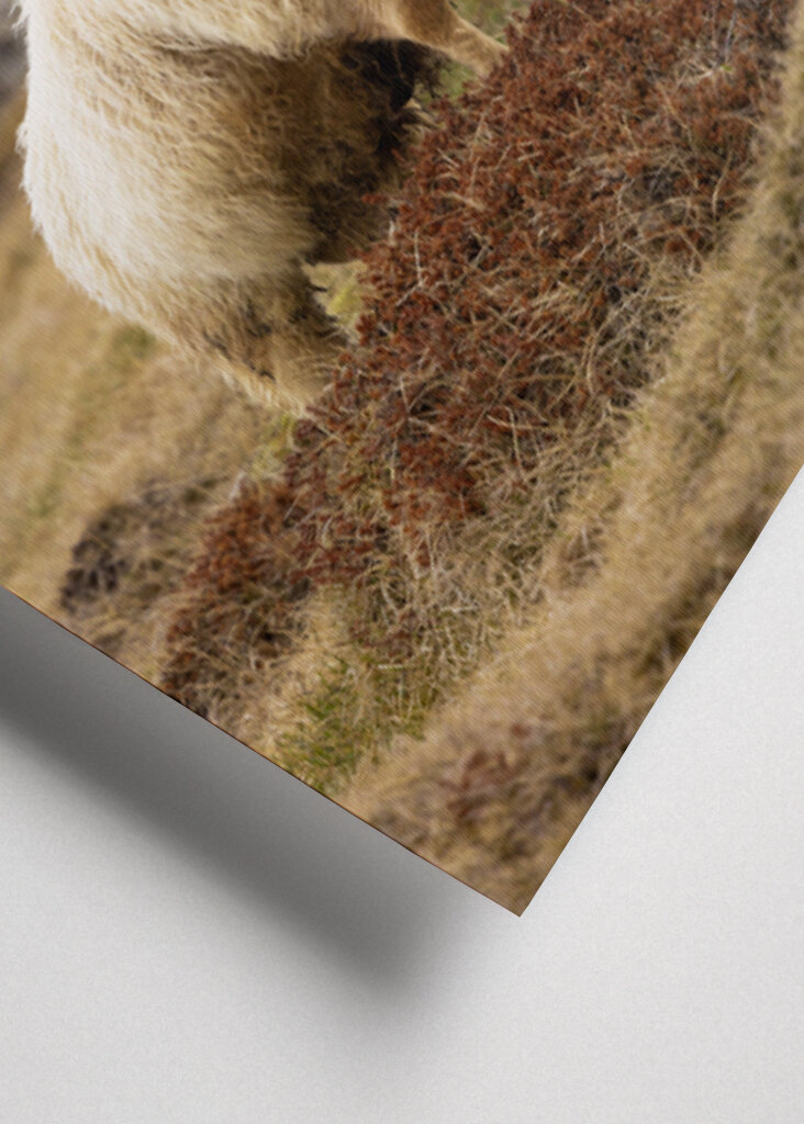 Lone Ram of the North