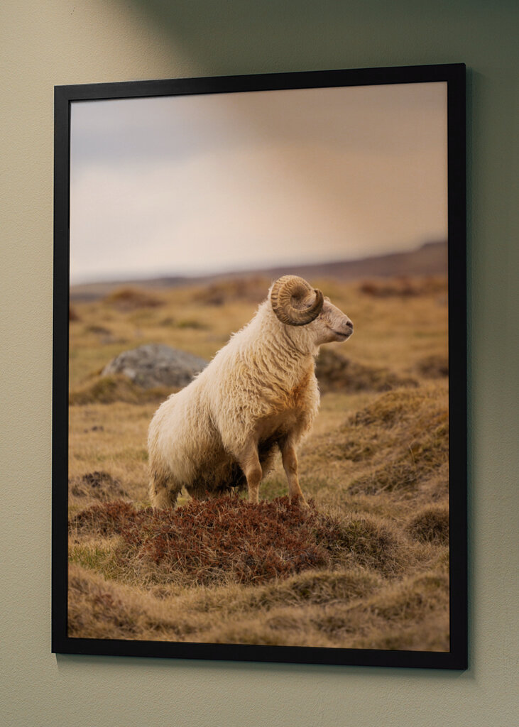 Lone Ram of the North