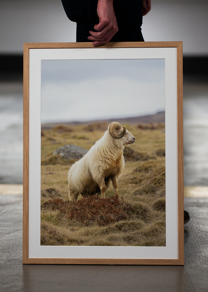 Lone Ram of the North