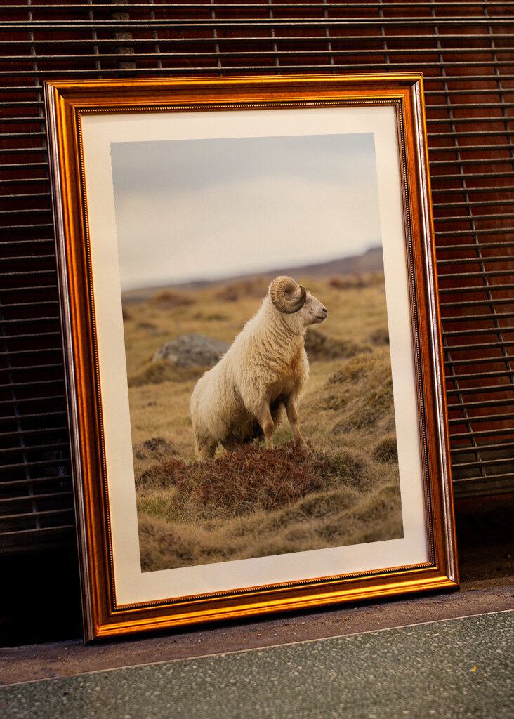 Lone Ram of the North