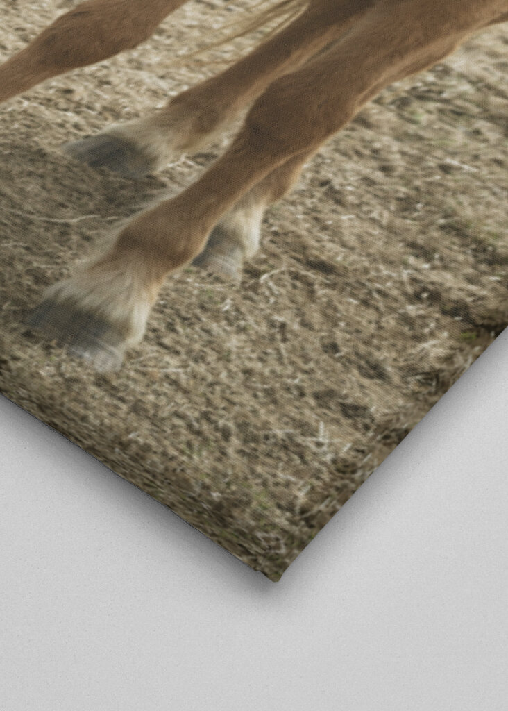 Dos caballos islandeses en el viento