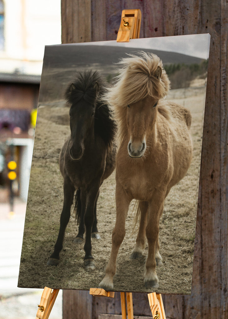 Dos caballos islandeses en el viento
