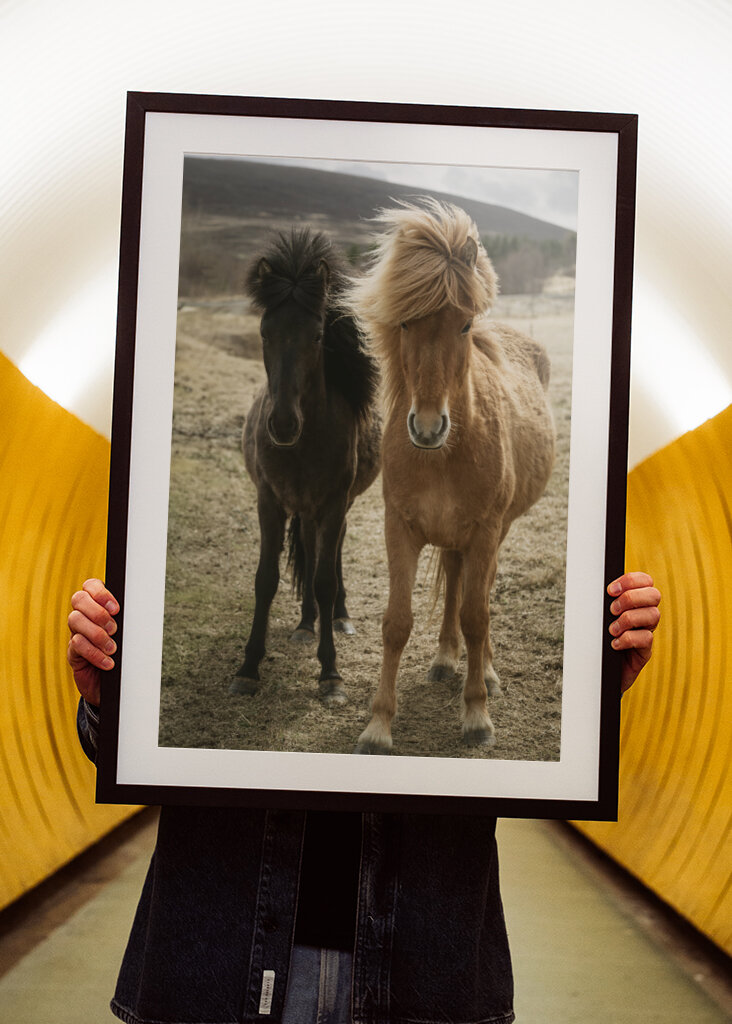Dos caballos islandeses en el viento