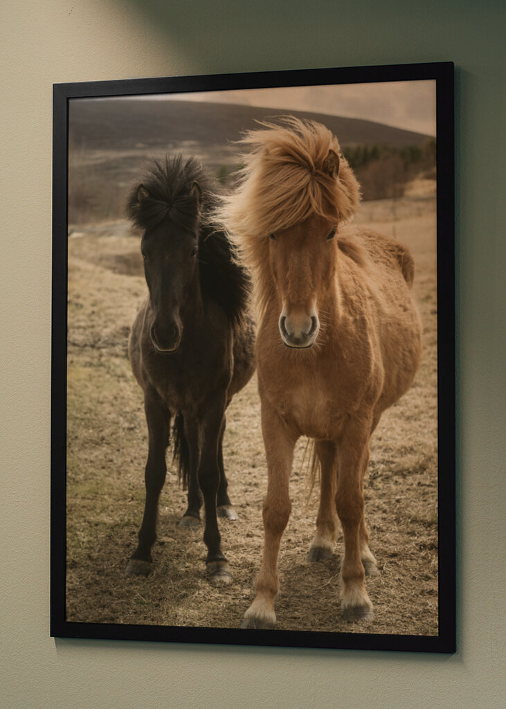 Dos caballos islandeses en el viento
