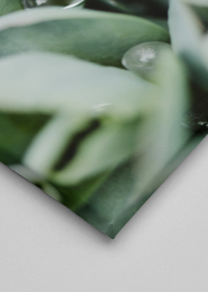 Droppeds of succulents