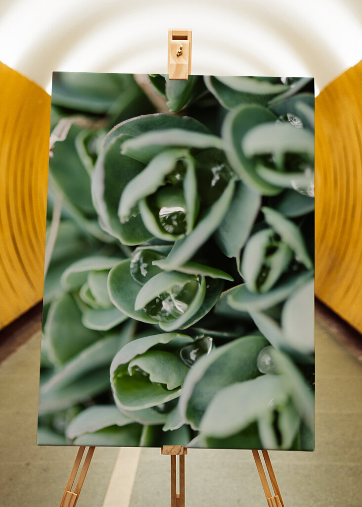 Droppeds of succulents