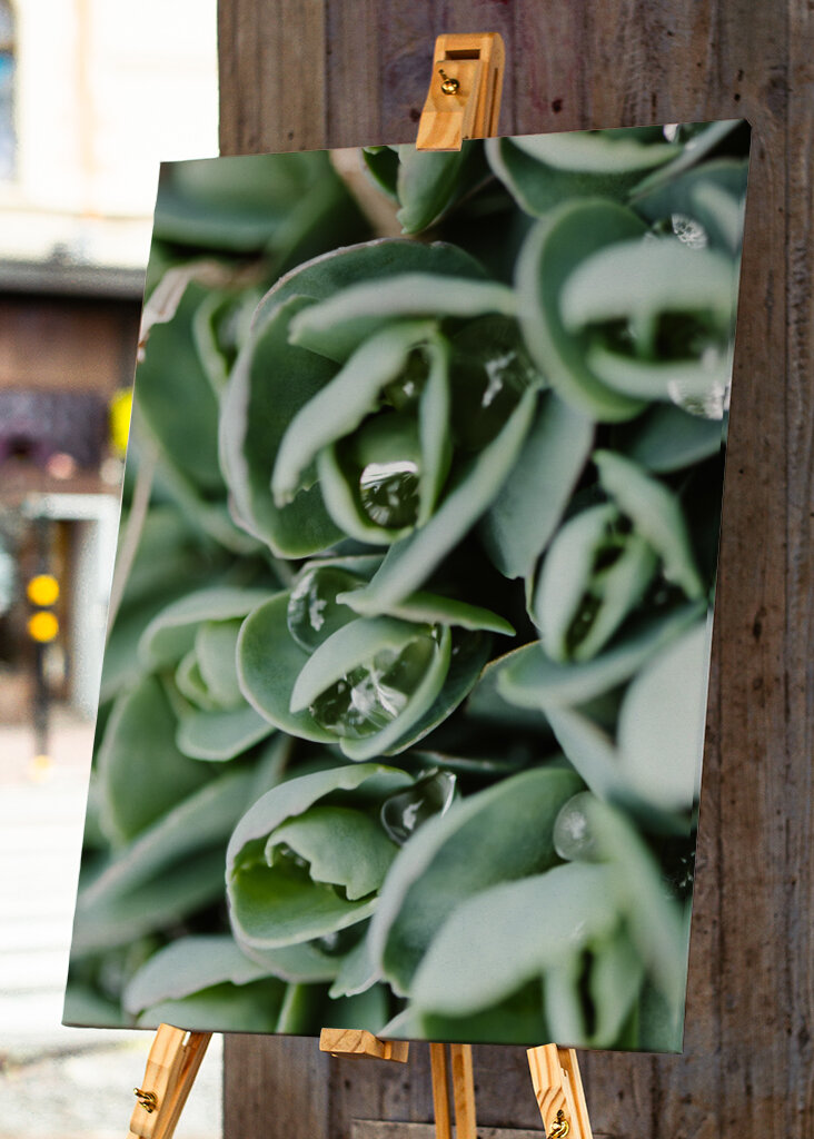 Droppeds of succulents