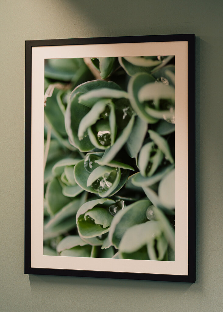 Droppeds of succulents