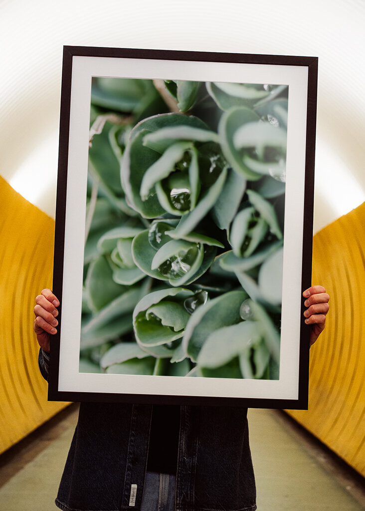 Droppeds of succulents