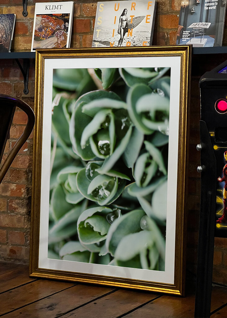 Droppeds of succulents