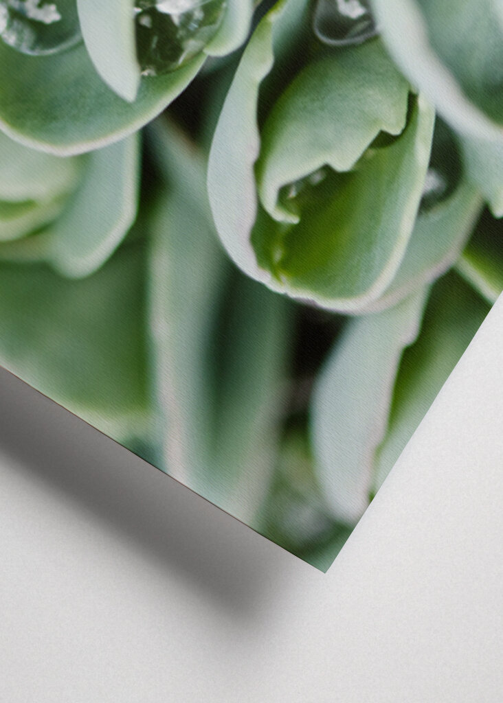 Droppeds of succulents