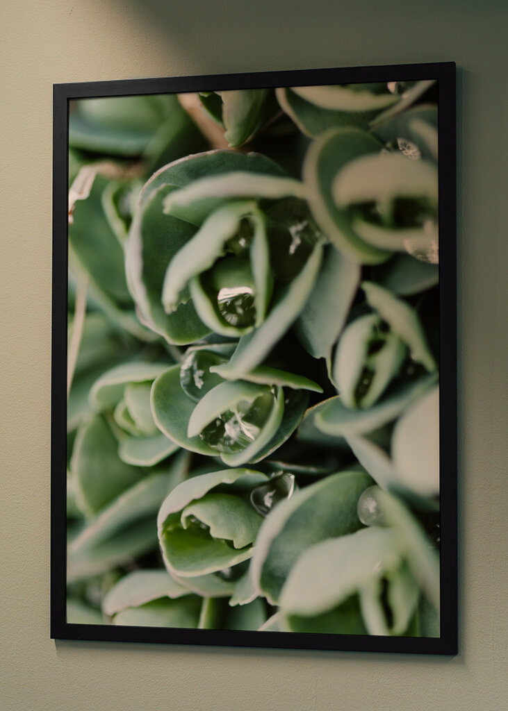 Droppeds of succulents