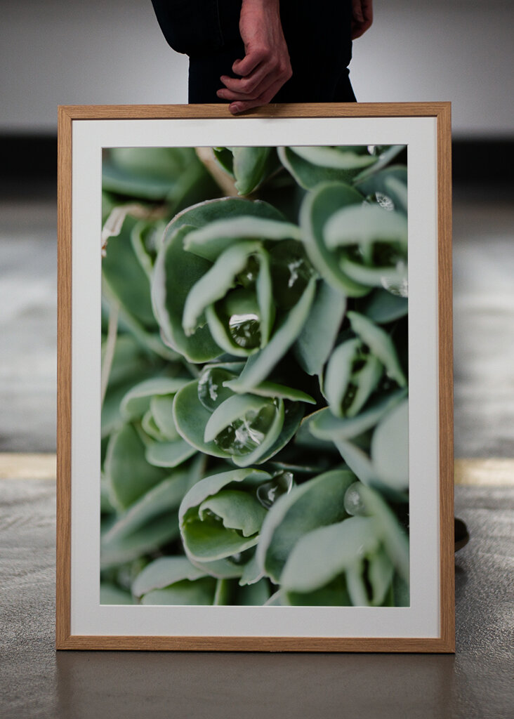 Droppeds of succulents