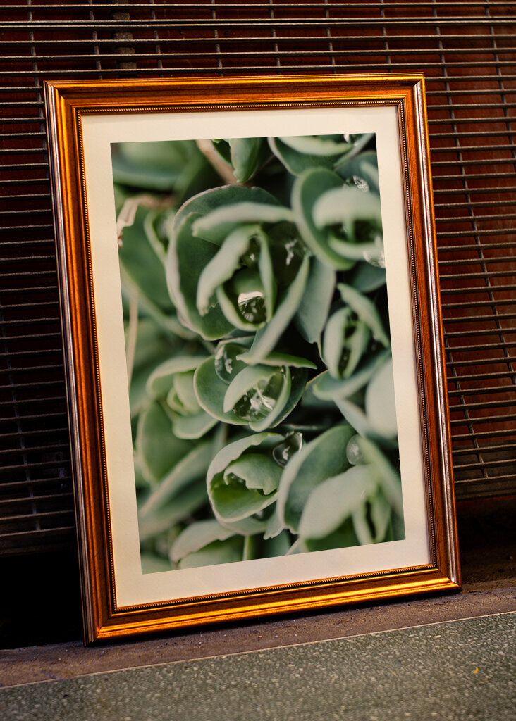 Droppeds of succulents