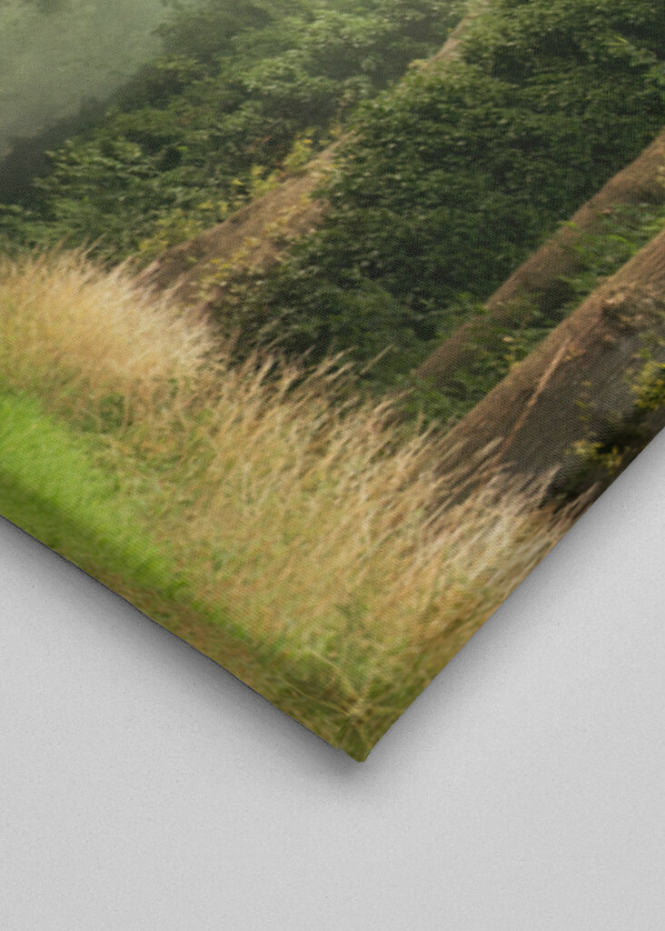 Misty summer forest road