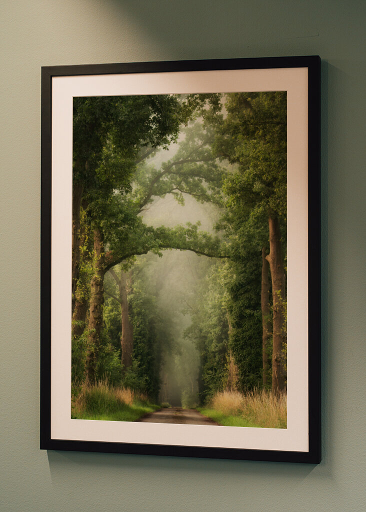 Misty summer forest road