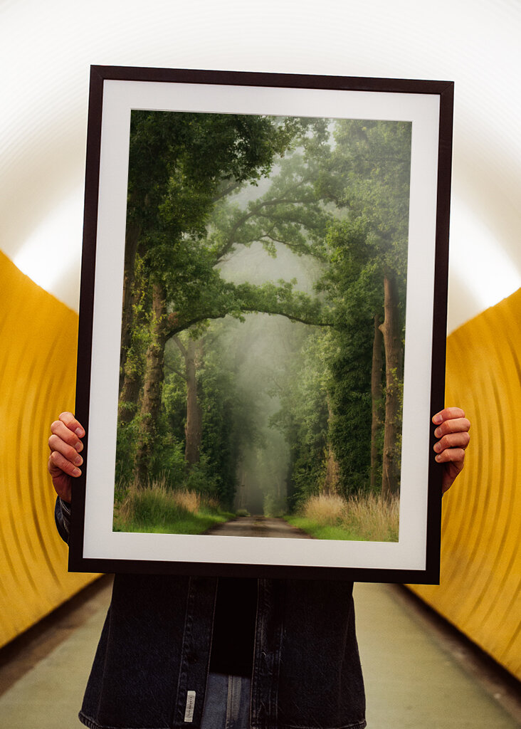 Misty summer forest road