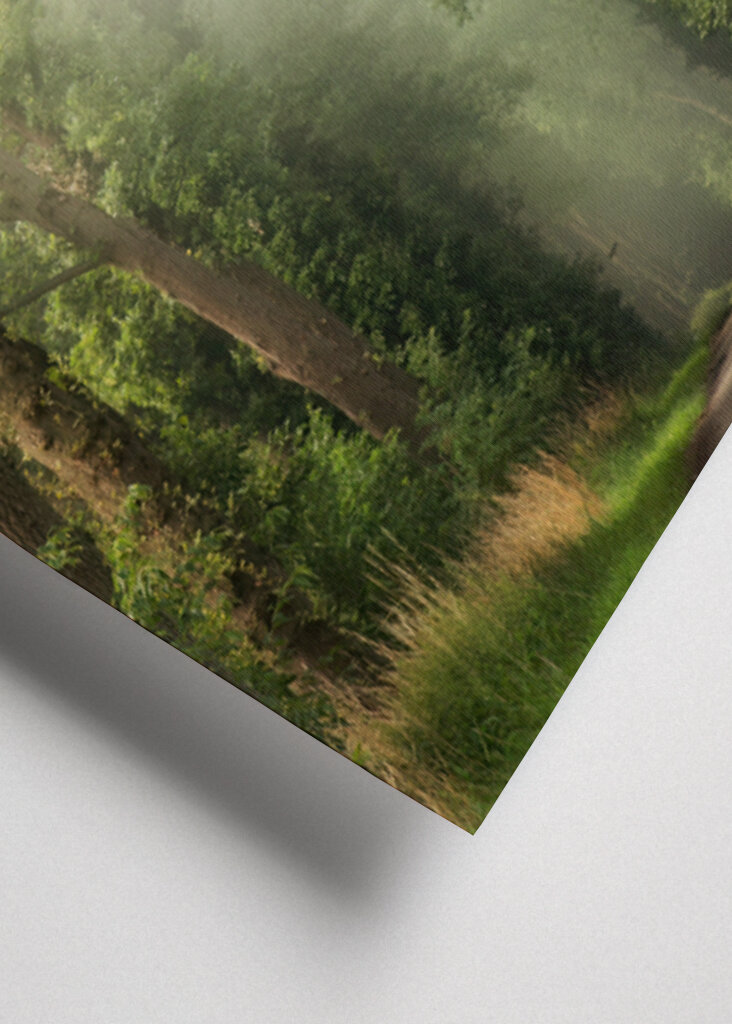 Misty summer forest road