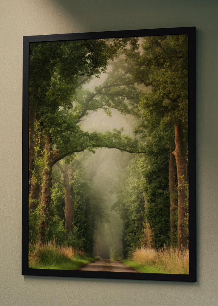 Misty summer forest road